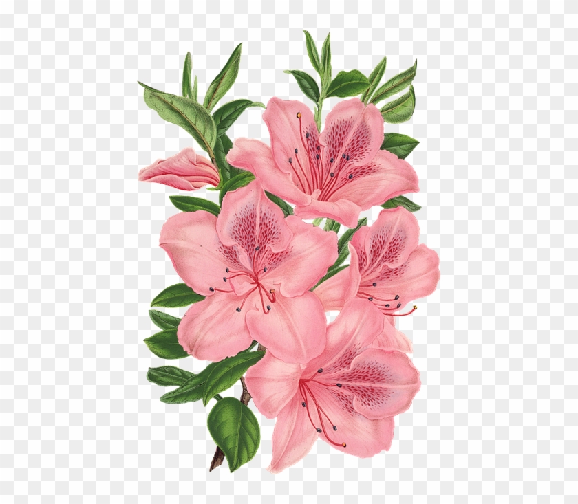 Pink Bunch Of Flowers Drawing Flowers Pinterest Flowers - Bunch Of Flowers Drawing #297107