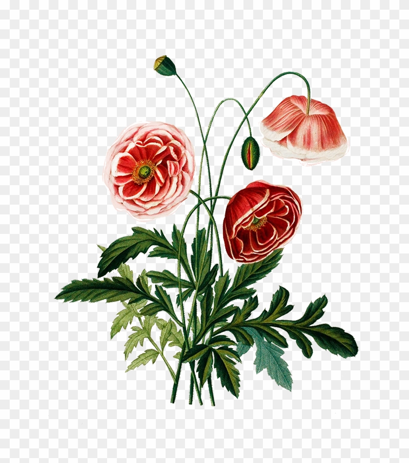 Persian Flowers Botanical #297108