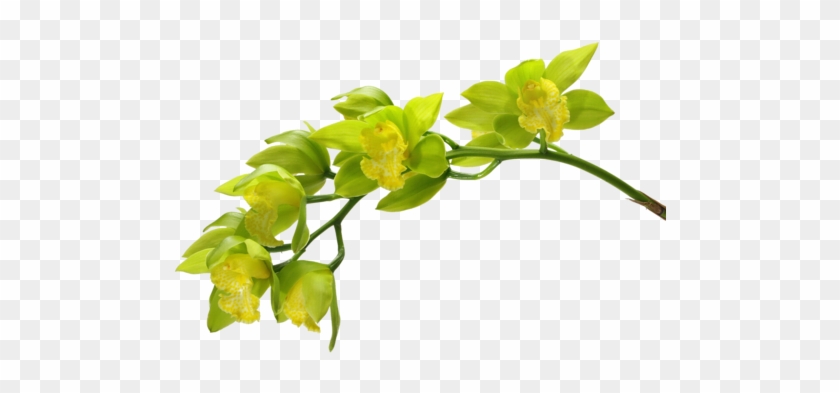 Arana Альбом «clipart / Clipart5 / Orchid» На Яндекс - Green Orchid #297148