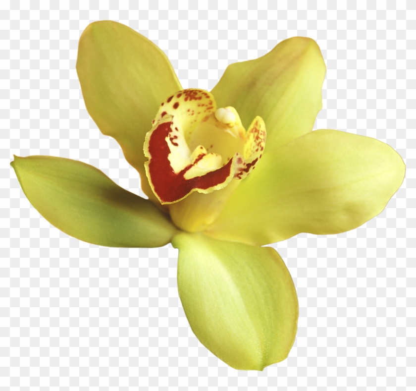 Yellow Orchid Transparent Background #297153