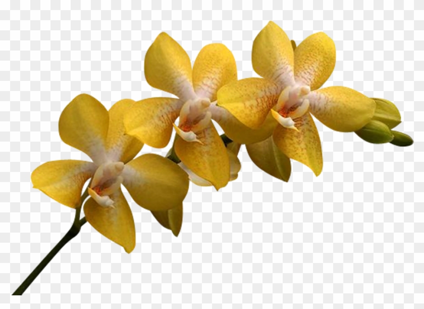 Png Клипарт "beautiful Orchids Flower" - Yellow Orchids Png #297154