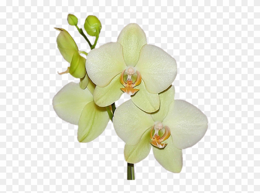 Tube Orchidée Png #297360