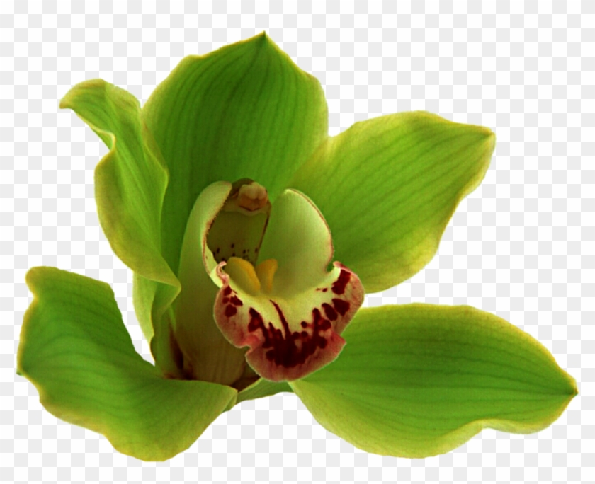 Cypripedium Flower Boat Orchid Moth Orchids Plant Stem - Cypripedium Flower Boat Orchid Moth Orchids Plant Stem #297494