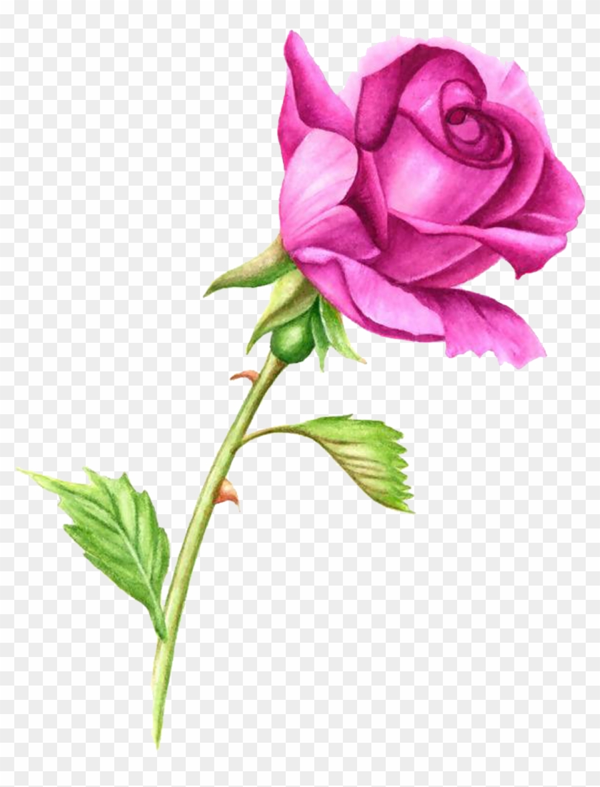 Rose Plant Stem Pink Watercolor Painting Clip Art - Simple Rose Watercolor Painting #297501