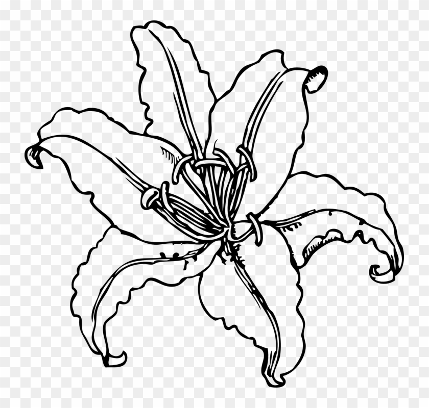Flower Outline Pictures Group - Stargazer Lily Coloring Page #297567