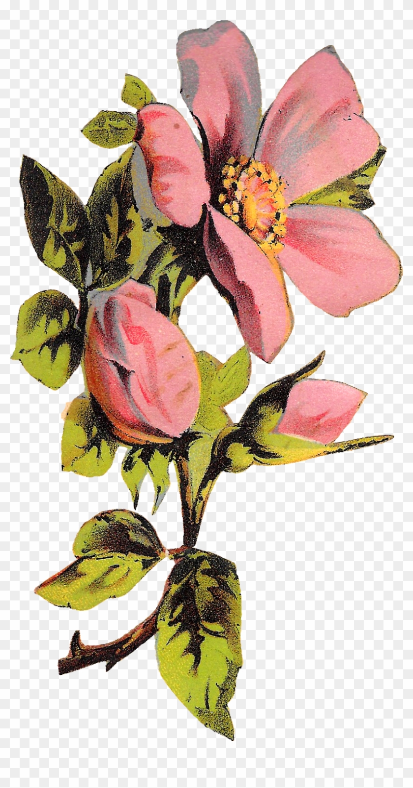 Flower Rose Floral Botanical Art Illustration Clipart - Rose #297571