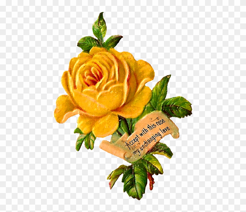 Yellow Rose Clip Art - Garden Roses #297866
