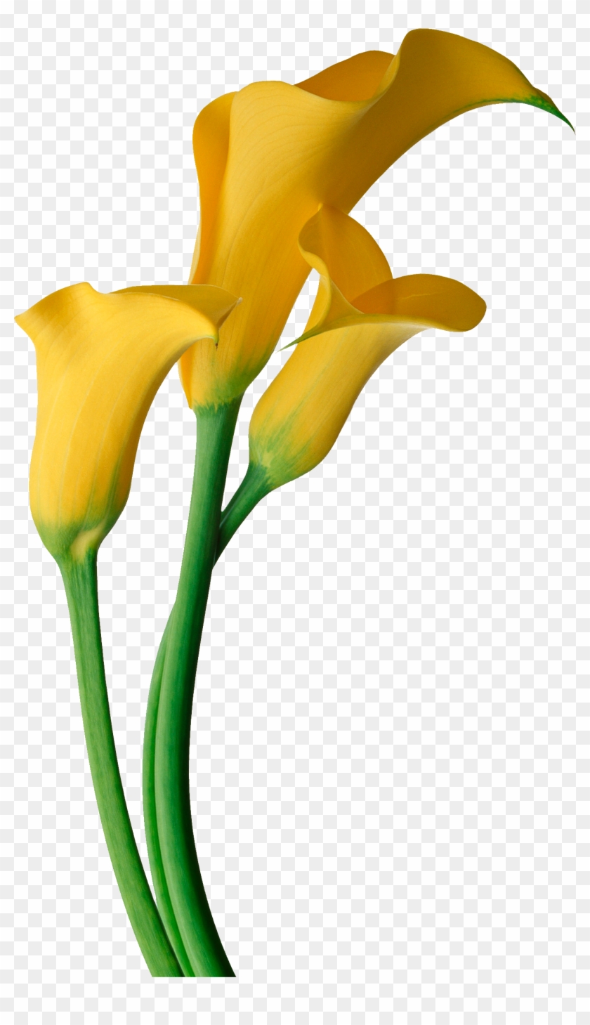 Art Images, Flower Clipart, Lilies Flowers, Calla Lily, - Calla Lily Flower Png #297882