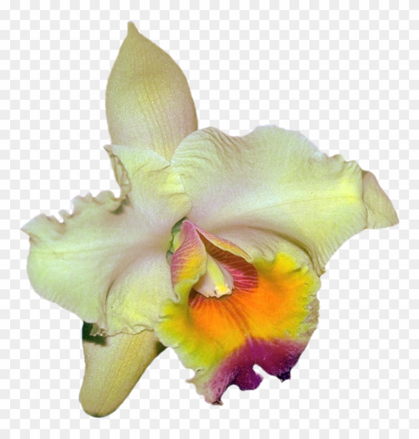 Png Клипарт "beautiful Orchids Flower" - Christmas Orchid #297889