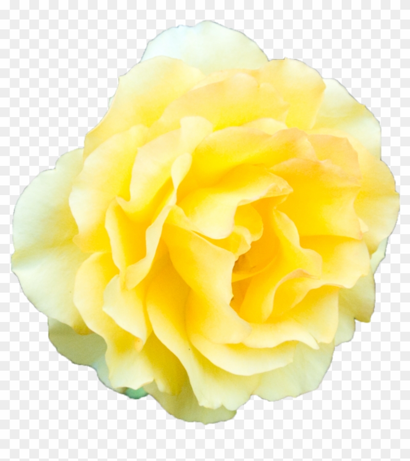 Image - Yellow Rose Transparent Background #297949
