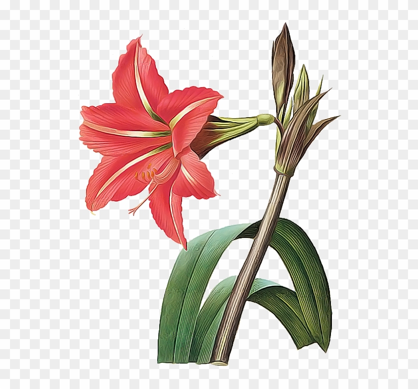 Flowers - Amaryllis Botanical Illustration #297975