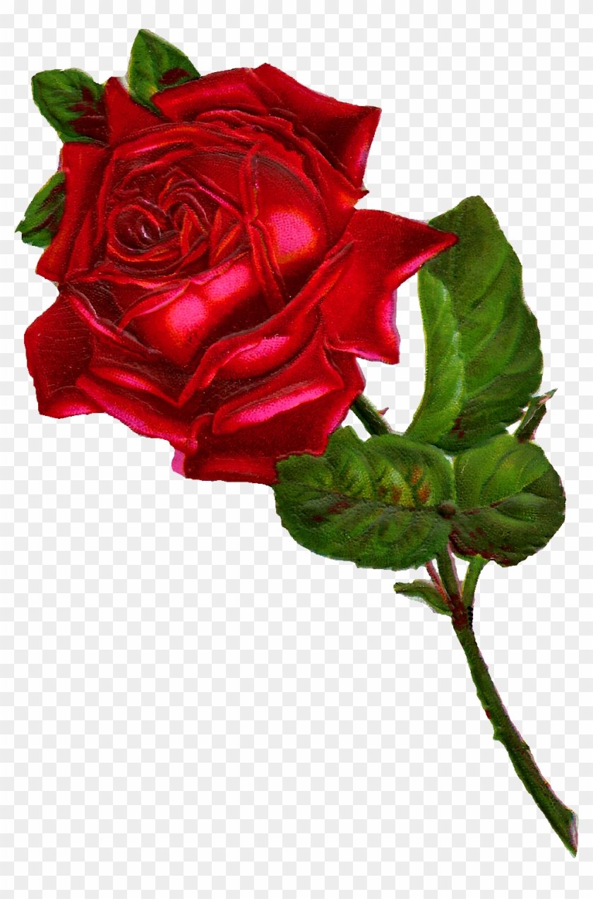 Antique Images Stock Red Rose Digital Clip Art - Vintage Red Rose Png #297991
