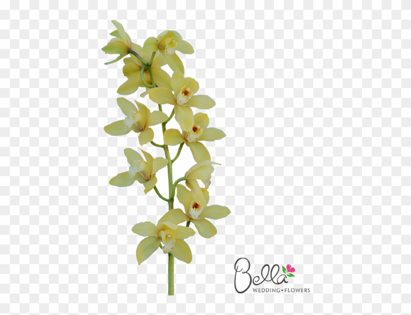 Gorgeous Fresh Yellow Cymbidium Orchids Are A Timeless - Wedding #297998