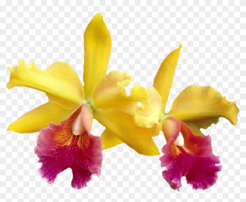 Изображение Для Плейкаста - Orchids #298004