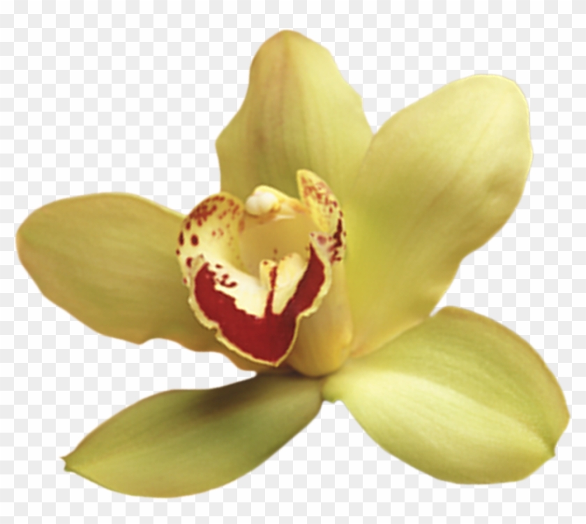 Png Клипарт "beautiful Orchids Flower" - Орхидеи Фото #298010