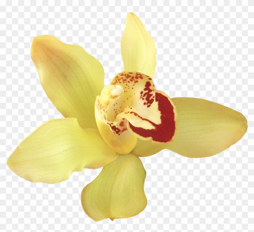Png Клипарт "beautiful Orchids Flower" - Orchids #298018