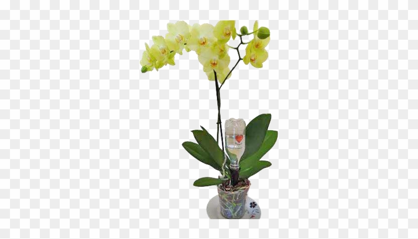 Precise Watering Of Orchids - Irrigation #298019
