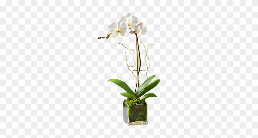 White Orchid Plant - White Phalaenopsis Orchid - Flowers By 1-800 Flowers #298021