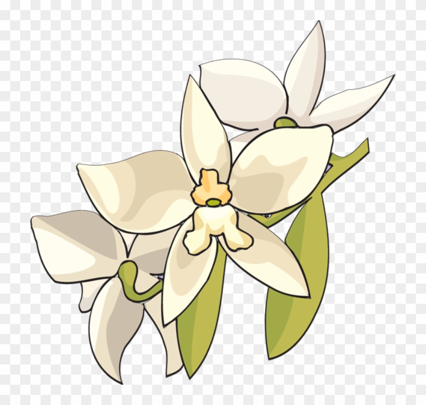 Caramel - White Orchid Flower Clip Art #298038