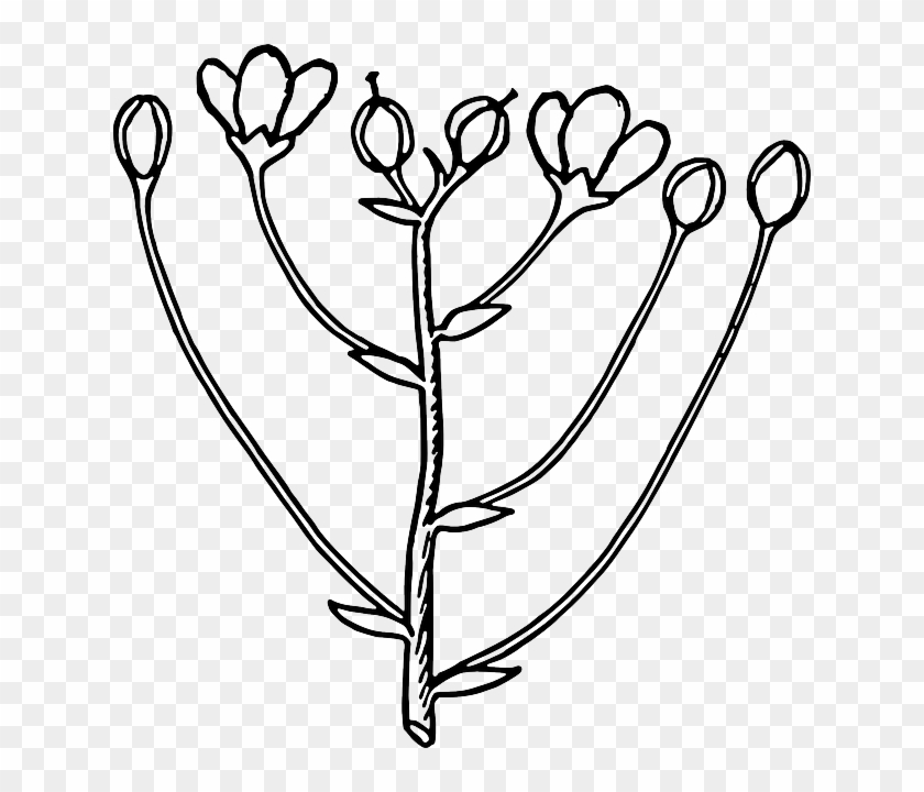 Rose Outline, Flower, Plant, Roses, Arrangement, Rose - Buds Black And White #298145