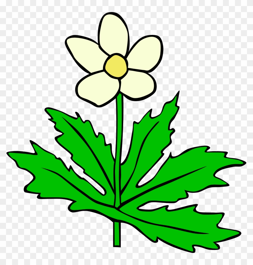 Free Vector Anemone Canadensis Flower Clip Art - Outline Pictures Of Flowers #298165
