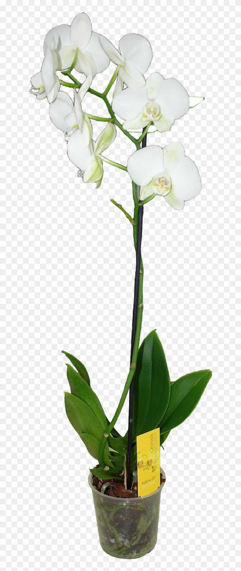 Фаленопсис Ван Гель Микс Белый - Moth Orchid #298189