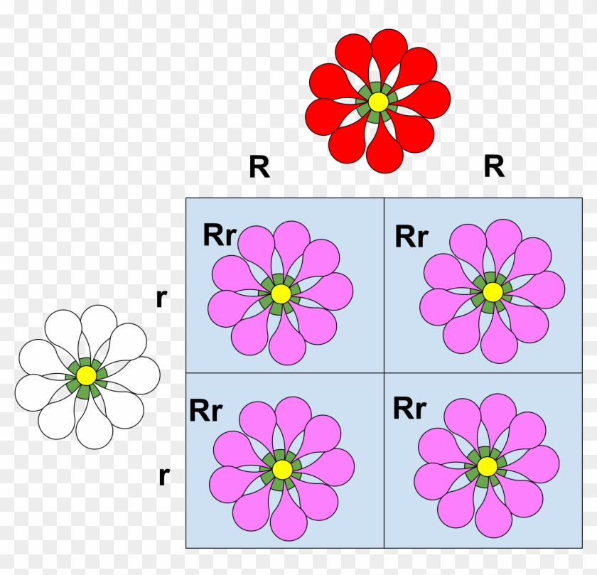 8 Petal Flower Template 10, Buy Clip Art - Incomplete Dominance #298193