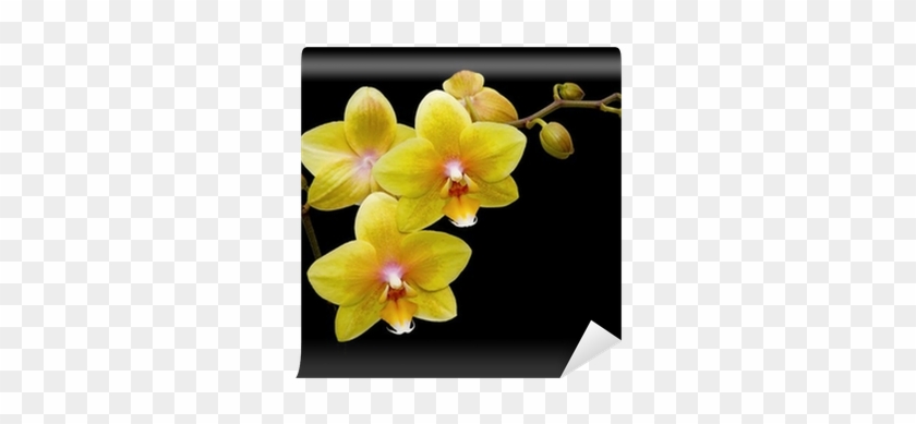 Flowers Yellow Orchids On A Black Background Close - Orquidea Fondo Negro #298201