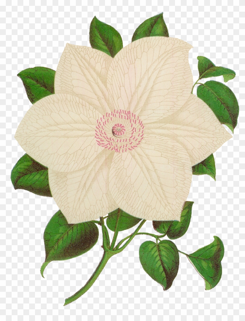 The Second Digital Flower Clip Art Is Of The White - Botanical Illustration #298203