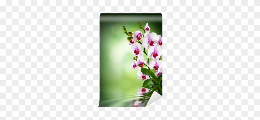 Green Dark Background Wall Mural • Pixers® • We Live - Temas Con Orquideas #298221