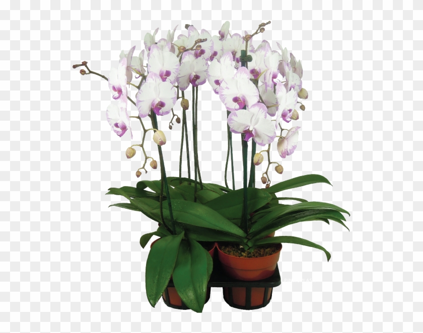 Orchids #298223