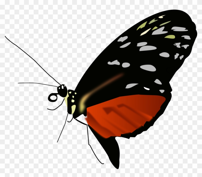 Free Dark Orange-black Butterfly - Red Black And Orange Butterfly #298226