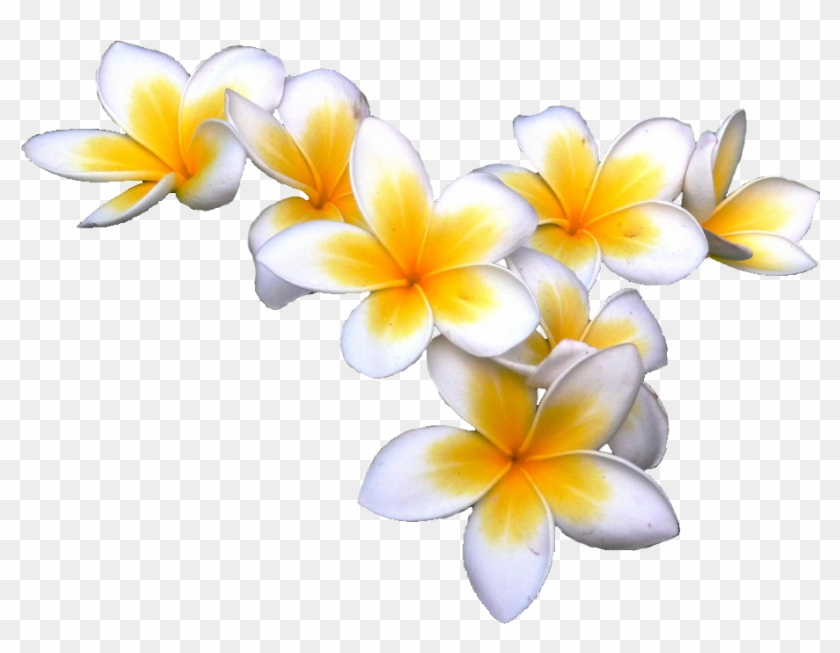 Lao's National Flower - Frangipani Transparent Background #298249