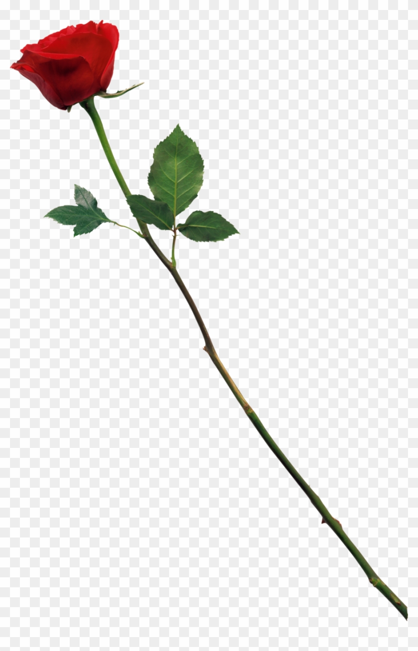 Rose Png For Photoshop #298356