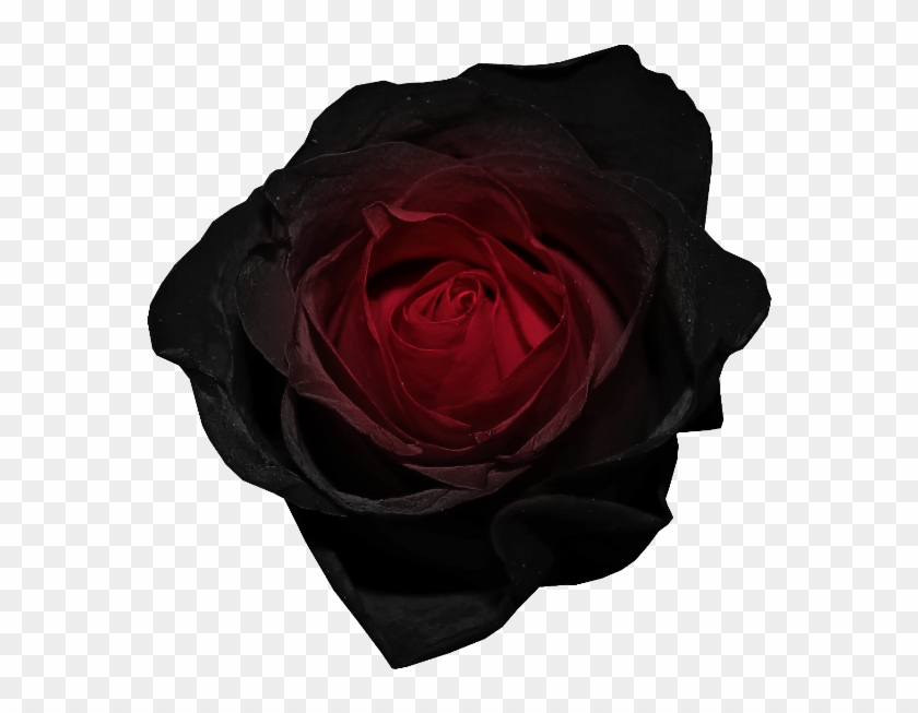 Red And Black Rose Png Picture - Black Flower Gif Transparent #298388