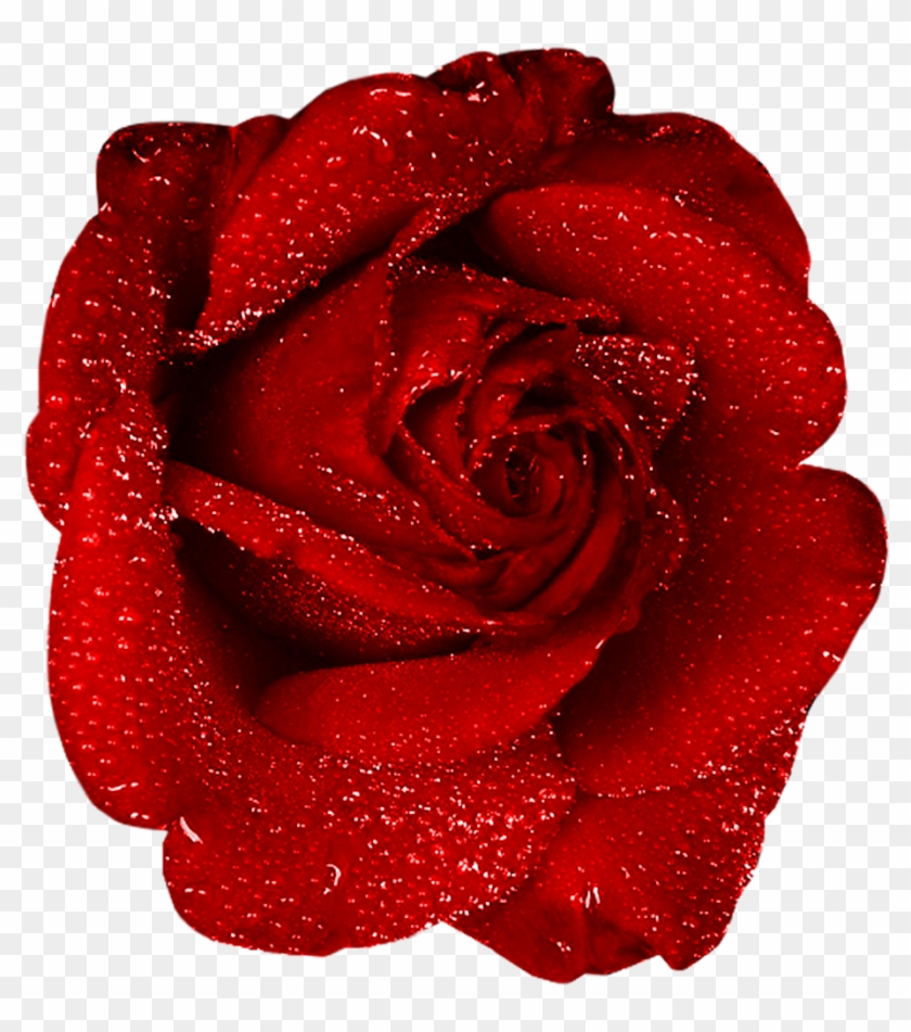 Red Rose With Dew Clipart - Red Rose Gif Png #298456