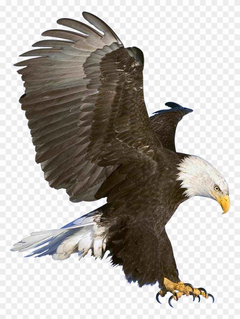 Eagle Png High-quality Image - Eagle Png #298501