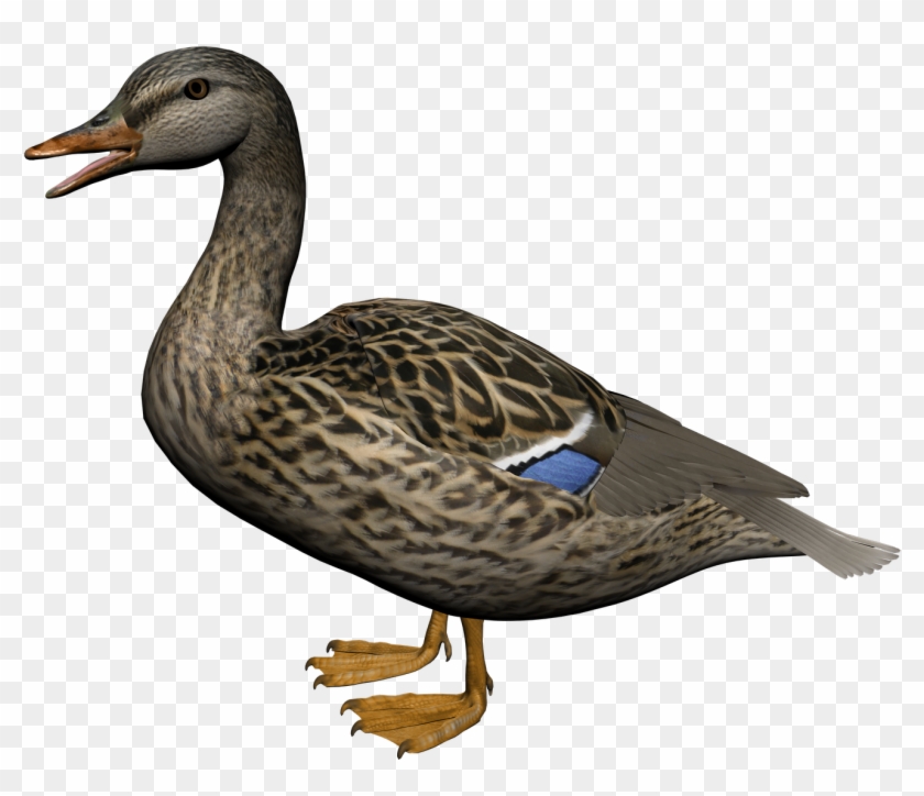 Duck Clipart High Resolution - Png Duck #298504