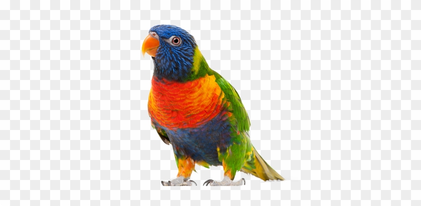 Parrot Clipart Beautiful Bird - Parrot Png #298555