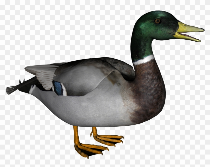 Duck Images Free - Duck Transparent Background #298565