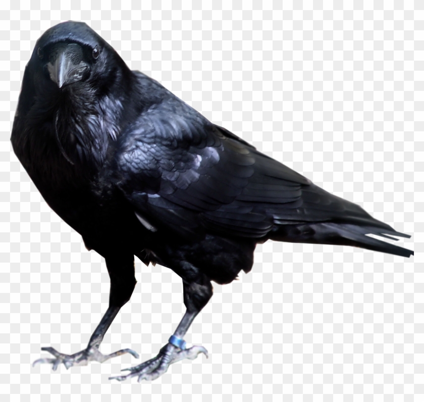 Raven White Background High-quality Image - Crow Png #298605