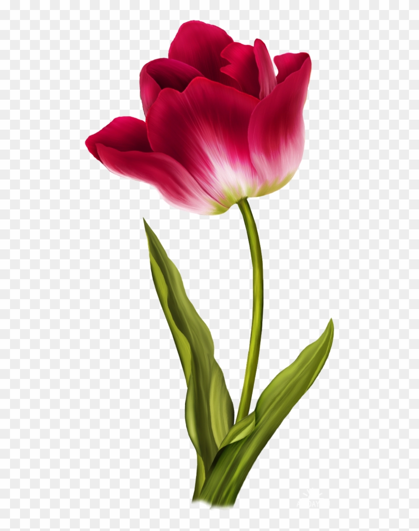 Tulip Png Image - Tulip Png #298607