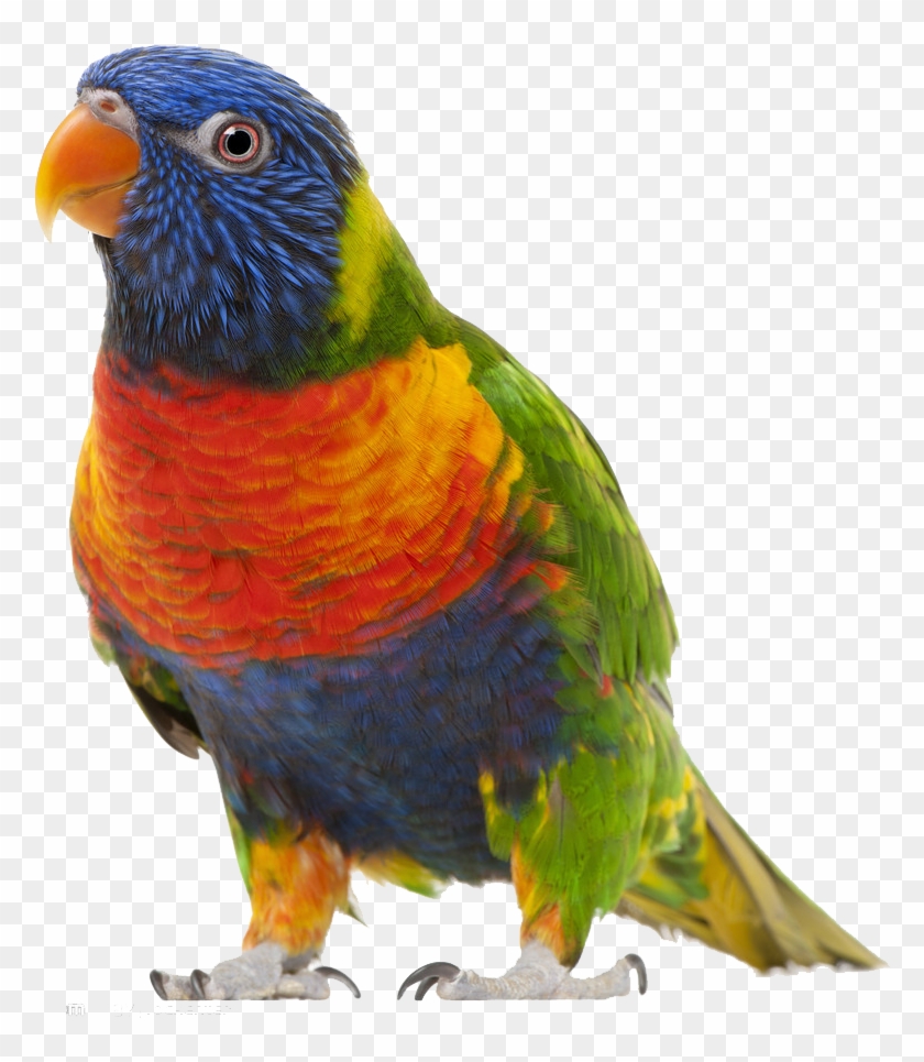Bird True Parrot Clip Art - Bird True Parrot Clip Art #298720