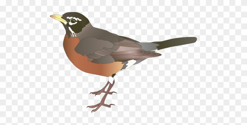 Turdus Migratorius - American Robin Clip Art #298746