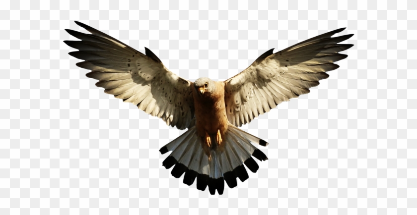 Flying Eagle Png High-quality Image - Eagle Png #298748