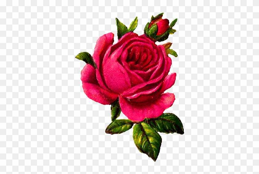 Rose Flower Download Digital - Illustration Png Vintage Rose #298826