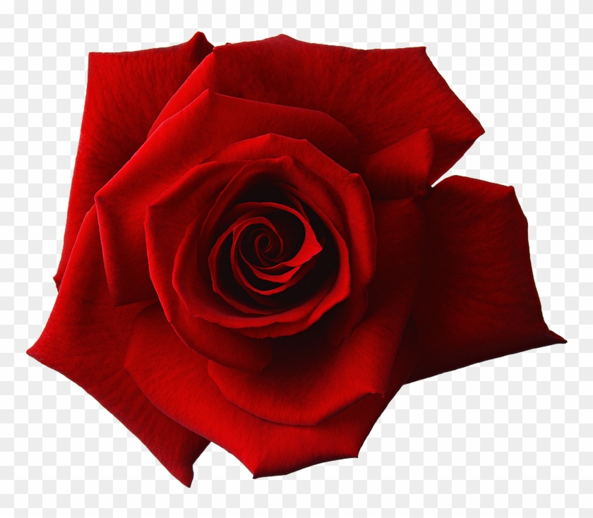 Red Rose Flower Free Png Transparent Images Free - Red And White Rose Png #298860