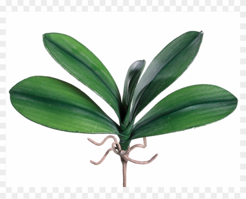5" Medium Phalaenopsis Orchid Leaf Plant With 5 Leaves - Silk Plants Direct Phalaenopsis Orchid Leaf Plant - #298880