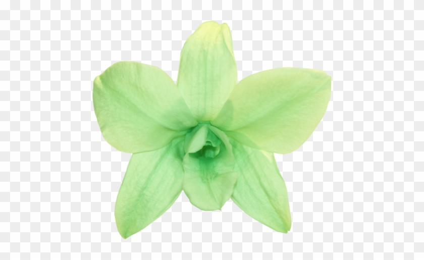 Orchid Dendrobium - Mint Green - Transparent Mint Green Png #298881