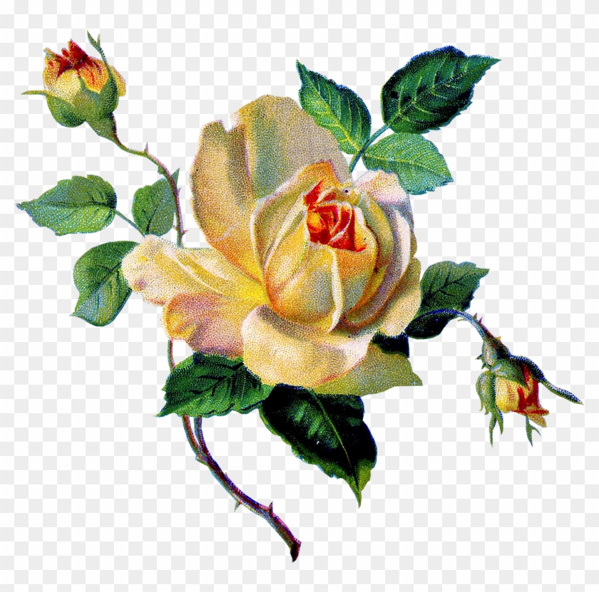 Винтажный Декор Клипарт Без Фона - Yellow Rose Vintage Image Graphicsf Sticker (oval) #298908